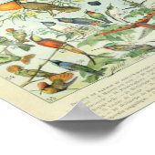 Poster Vintage Birds Illustration (Coin)