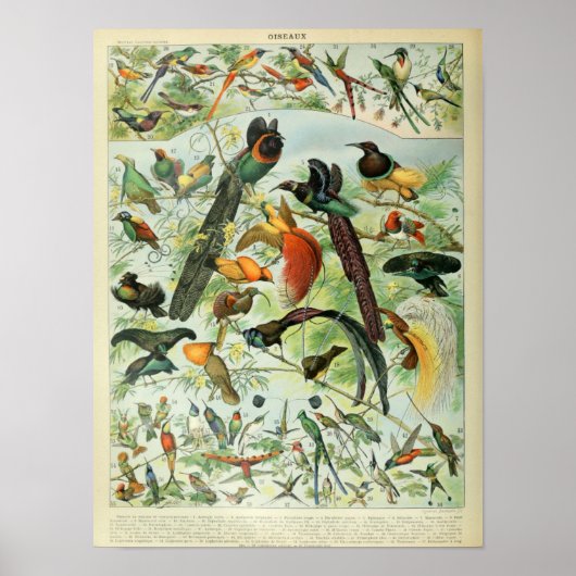 Poster Vintage Birds Illustration (Devant)