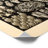 Poster Vintage Black Ernst Haeckel Ocean Life Imprimer (Coin)