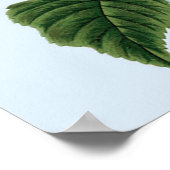 Poster vintage Blue Hydrangea (Coin)