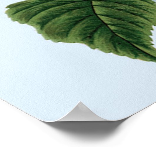 Poster vintage Blue Hydrangea (Coin)