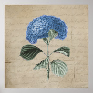 Poster Vintage Blue Hydrangea on Old Parchment