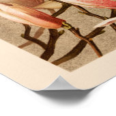 Poster Vintage Blush Magnolias (Coin)