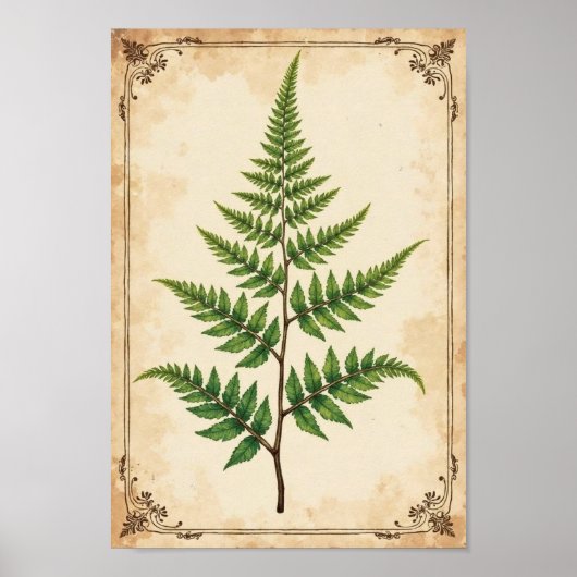 Poster Vintage Botanical Fern Study Art (Devant)