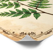 Poster Vintage Botanical Fern Study Art (Coin)