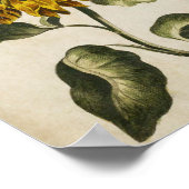Poster Vintage Botanical Floral Sunflower Print (Coin)