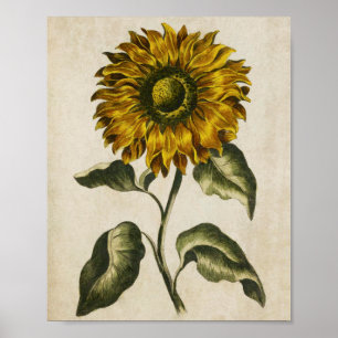 Poster Vintage Botanical Floral Sunflower Print