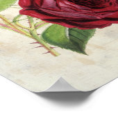 Poster Vintage Botanique Comte de Falloux Rose (Coin)