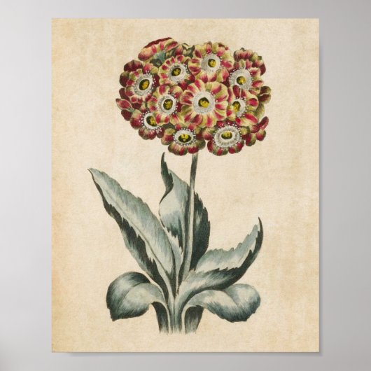 Poster Vintage Botanique Floral Aurycle Imprimer (Devant)