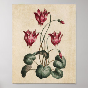Poster Vintage Botanique Floral Cyclamen Imprimer