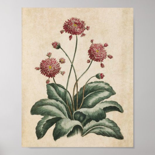 Poster Vintage Botanique Floral Daisy Imprimer (Devant)