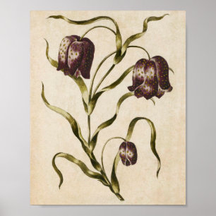 Poster Vintage Botanique Floral Futillaria Print
