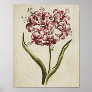 Poster Vintage Botanique Floral Guernsey Lily Imprimer