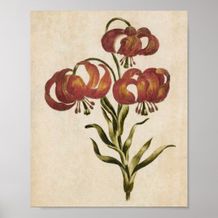 Poster Vintage Botanique Floral Mountain Lily Imprimer