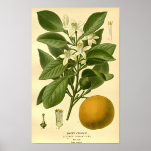 Poster Vintage Botanique Florale Douce Orange Fruit Illus