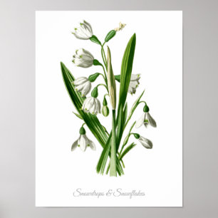 Poster Vintage Botanique Imprimer Snowdrops & Snowflakes