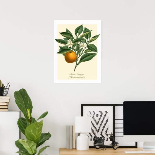 Poster Vintage Botanique Orange Fruit Blossom Feuilles (Bureau à domicile)