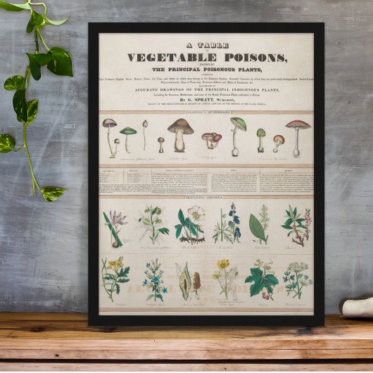 Poster Vintage Botanique Poisonous Plante éducatif