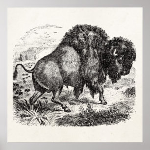 Poster Vintage Buffalo Retro Bison Animal Illustration