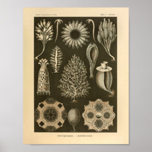 Poster Vintage Calcispongiae Couleur Ernst Haeckel Imprim