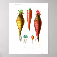 Poster vintage - Carottes