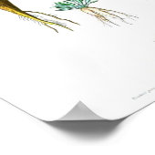 Poster vintage - Carottes (Coin)