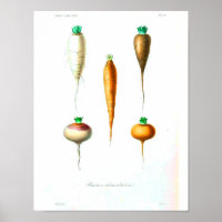 Poster vintage - Carottes