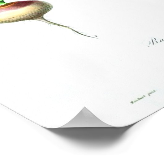 Poster vintage - Carottes (Coin)