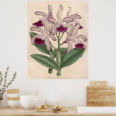 Poster Vintage Cattleya Guttata Orchidée Fleur (Cuisine)