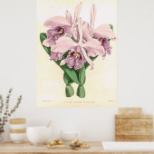 Poster Vintage Cattleya Maxima Orchidée (Cuisine)