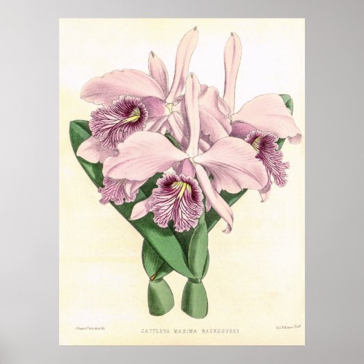 Poster Vintage Cattleya Maxima Orchidée (Devant)
