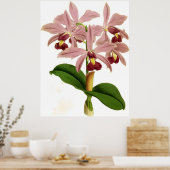 Poster Vintage Cattleya Superba Orchid Flower (Cuisine)