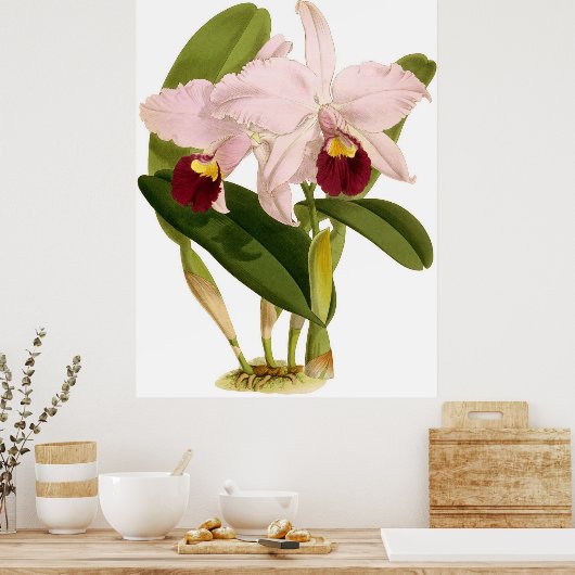 Poster Vintage Cattleya Triana Orchidée (Cuisine)