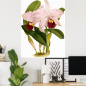 Poster Vintage Cattleya Triana Orchidée (Bureau à domicile)