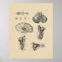 Vintage Cerveau Nerves Anatomie 1880 Imprimer