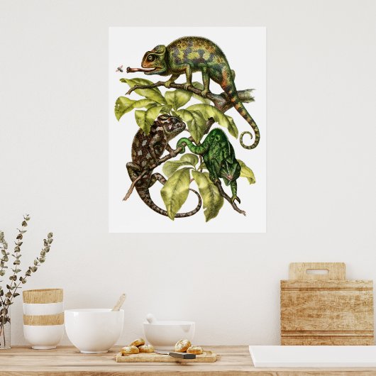 Poster Vintage Chameleon Lizard (Cuisine)