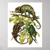 Poster Vintage Chameleon Lizard (Devant)