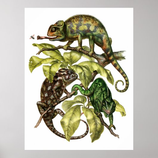 Poster Vintage Chameleon Lizard (Devant)