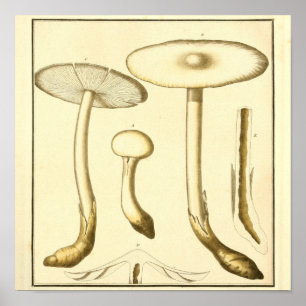 Poster Vintage Champignons communs Imprimer