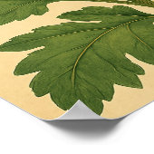 Poster Vintage Chrysanthemum on Weathered Paper (Coin)