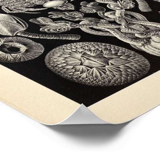 Poster Vintage Cirripedia Ernst Haeckel (Coin)