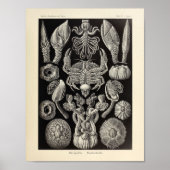 Poster Vintage Cirripedia Ernst Haeckel (Devant)