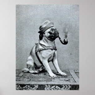 Poster Vintage Classy Pug Photograph