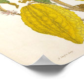 Poster Vintage Cocoa Plant Botanical Illustration (Coin)