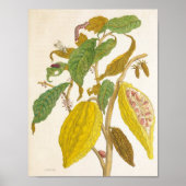 Poster Vintage Cocoa Plant Botanical Illustration (Devant)