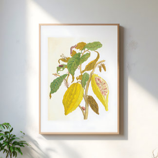 Poster Vintage Cocoa Plant Botanical Illustration