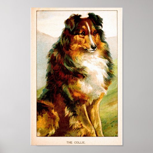 Poster Vintage Collie Dog (Devant)