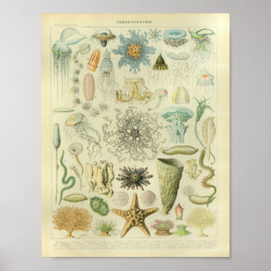 Poster Vintage Color Jellfish Sea Life Art Imprimer