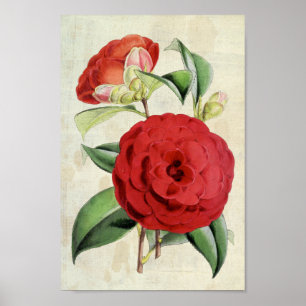 Poster Vintage Crimson Botanique Camellia