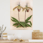 Poster Vintage Cypripedium Orchid Flower (Cuisine)